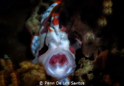 Clown Frogfish by Penn De Los Santos 